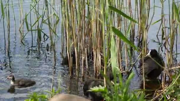 Ungen och svart sothöna förälder i en damm--Fulica Atra — Stockvideo