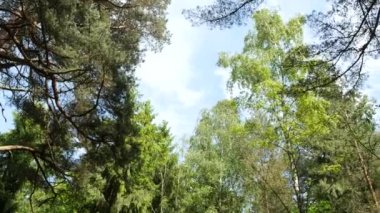 güzel yaz karışık orman dolly vurdu