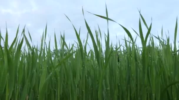 Groene verse planten spruiten in een veld met druppels na regen dolly schot — Stockvideo