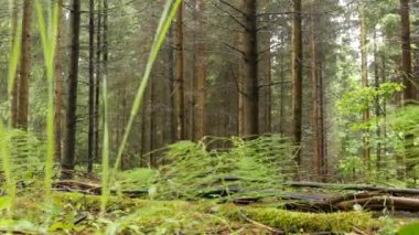 güzel yaz kaç düşen ağaçlar dolly atış ile iğne yapraklı orman