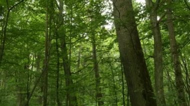 karışık orman yavaş dolly atış ağaçlar gövdeleri