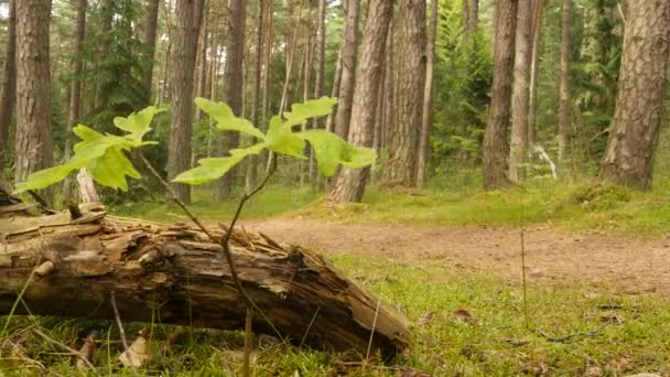 Foresta dolly girato con i dettagli di stretta intoppo e piante — Video Stock