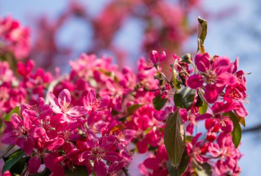 çiçek açması sakura çiçekler