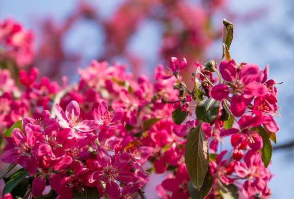 çiçek açması sakura çiçekler