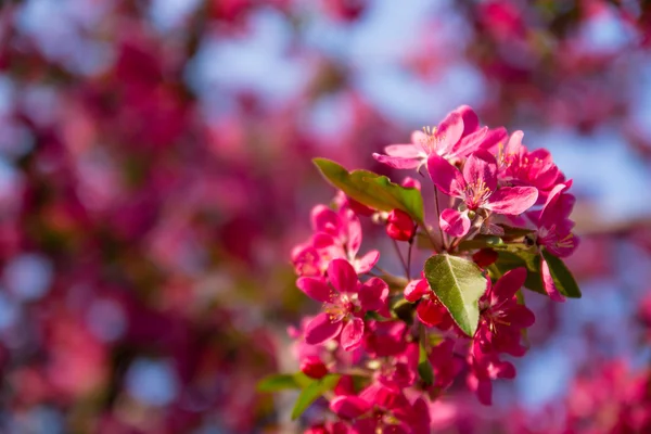 çiçek açması sakura çiçekler