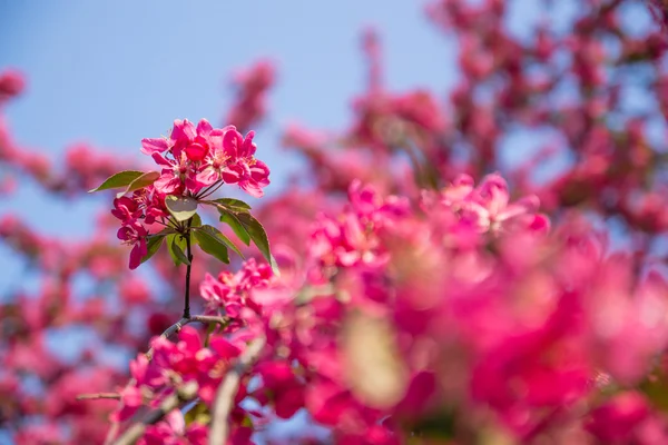 çiçek açması sakura çiçekler