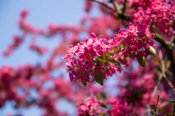 çiçek açması sakura çiçekler