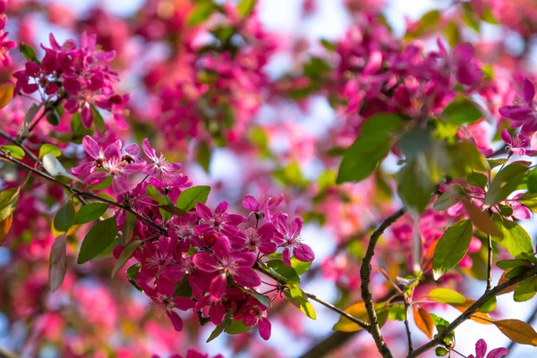 Blossoming sakura flowers — Stock Photo, Image