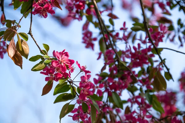 çiçek açması sakura çiçekler