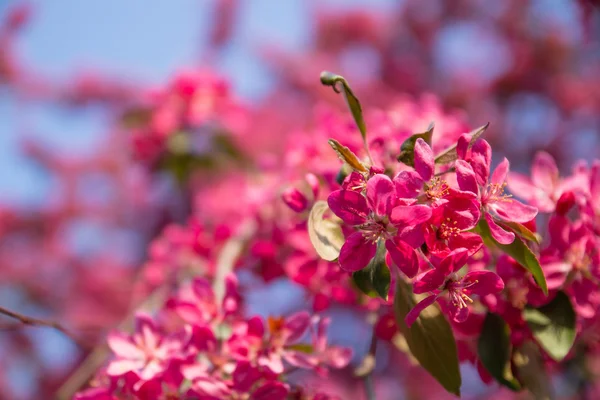 çiçek açması sakura çiçekler
