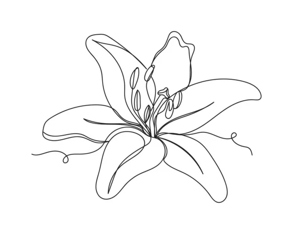 Continu Een Lijn Tekening Van Lelie Bloemen Silhouet Een Witte — Stockvector