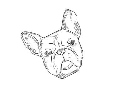 Vektör illüstrasyonu şirin bulldog köpek eskiz simgesi beyaz arkaplan üzerinde siluet.