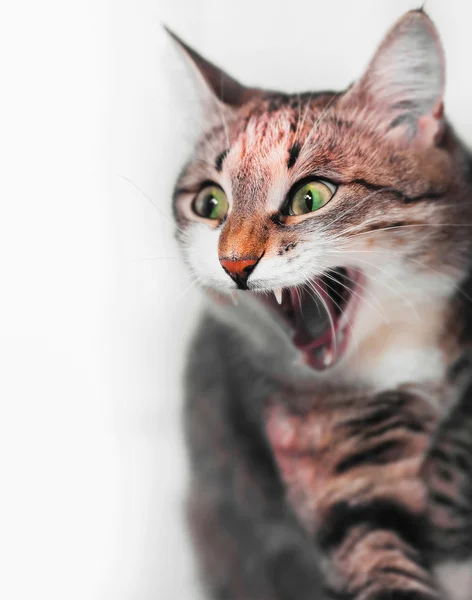 เซอร์ไพรส์แมวหรือหน้าว้าว — ภาพถ่ายสต็อก