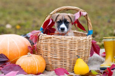 Küçük şirin bir köpek yavrusu bir sepetin içinde balkabağının yanında oturuyor. Sonbahar kompozisyonu. Kırmızı ve sarı yapraklar, sonbahar posteri (resim). Üzgün gözlü bir köpek kameraya bakıyor.