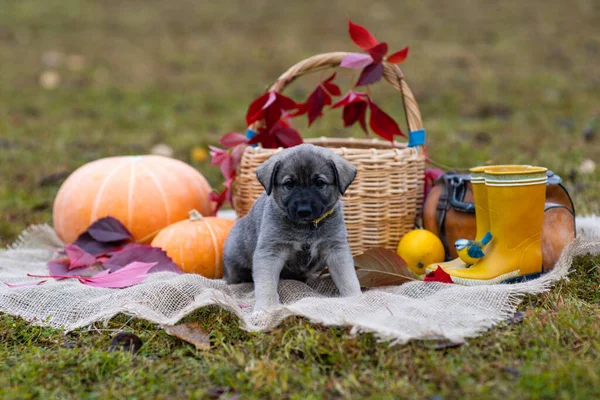 A cute little puppy sits in a basket next to a pumpkin. Autumn composition. Red and yellow leaves, fall poster (picture). One dog with sad eyes looks at the camera