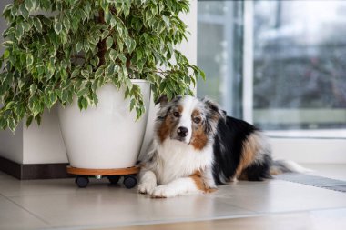 Mavi Merle Avustralya kurdu. Uzun kıvırcık saçlara dikkat et. Yavru yalan söylüyor ve üzgün bir bakışla kameraya bakıyor. İtaat, sabır ve eğitim. Avustralyalı sahibi bekliyor.