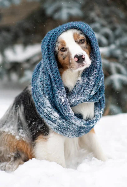 Собака Вязаном Голубом Шарфе Австралийская Овчарка Сидит Снаружи Снежную Погоду — стоковое фото