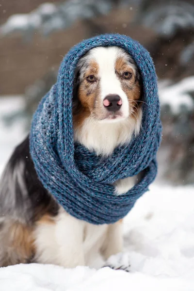 Dog Knitted Blue Scarf Australian Shepherd Sitting Snowy Weather Warm — Stock Photo, Image