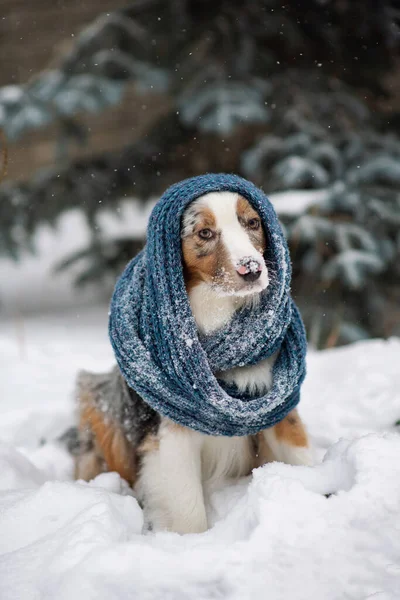 Cão Cachecol Azul Malha Pastor Australiano Sentado Fora Tempo Nevado — Fotografia de Stock