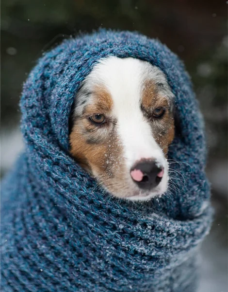Pies Niebieskim Szaliku Owczarek Australijski Siedzi Zewnątrz Śnieżnej Pogodzie Ciepłe — Zdjęcie stockowe