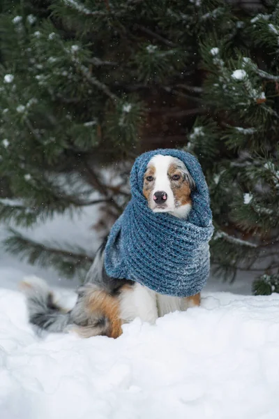 Pies Niebieskim Szaliku Owczarek Australijski Siedzi Zewnątrz Śnieżnej Pogodzie Ciepłe — Zdjęcie stockowe
