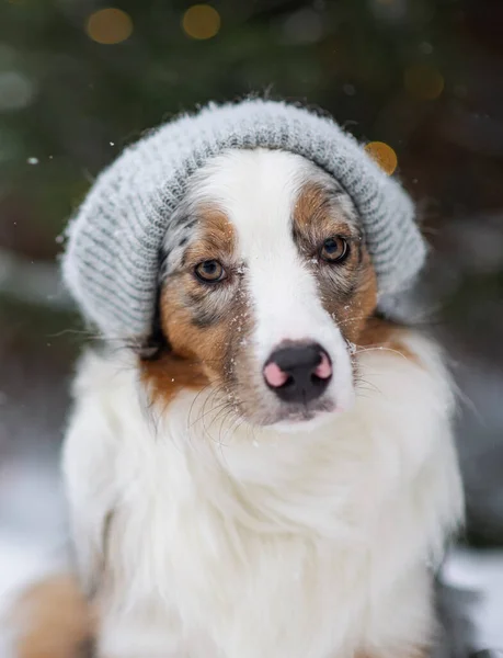 Australian Shepherd Beanie Hipster Dog Chilly Puppy Knitted Hat Sits — Stock Photo, Image