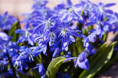 Mavi bahar çiçekleri Parlak güneşin altında scilla