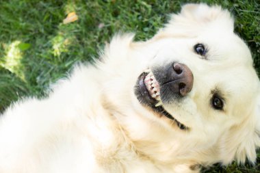 Mutlu Golden Retriever çimenlerde sırtüstü yatar ve gülümser..