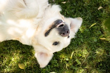 Mutlu Golden Retriever Bahçede baş aşağı yatıyor ve gülümsüyor