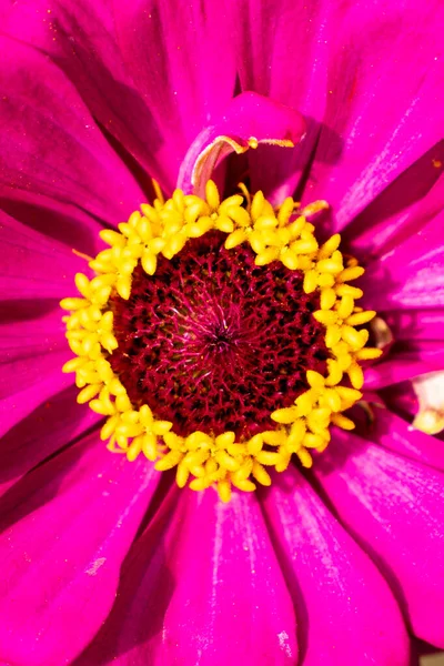 Flower of fuchsia colored zinnia elegance close-up — Stock Photo, Image