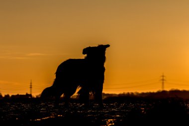 Köpek Silueti