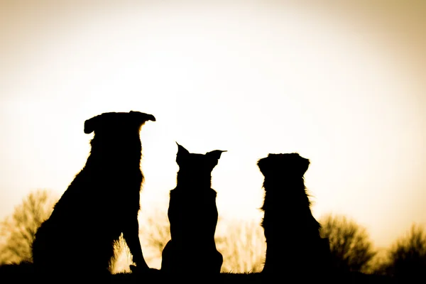 Hundesilhouette — Stockfoto