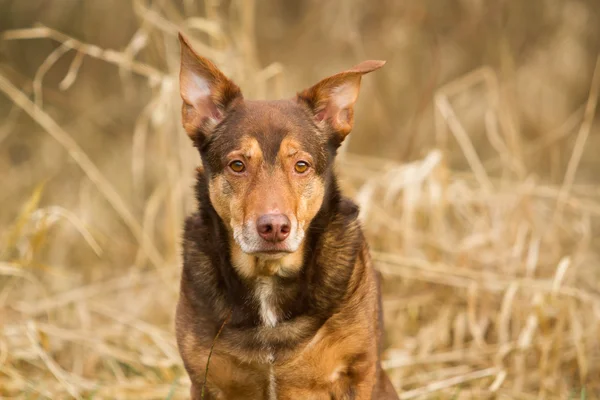 Köpek portre — Stok fotoğraf