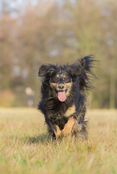 Çalışan köpek — Stok fotoğraf