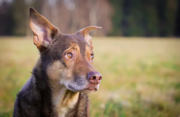 犬の肖像画 — ストック写真