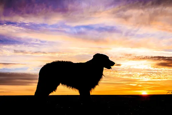 Hondensilhouet — Stockfoto