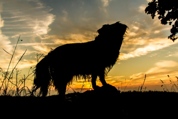 Silhouette pour chien Photo De Stock