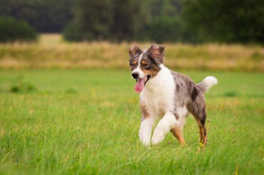 çalışan köpek