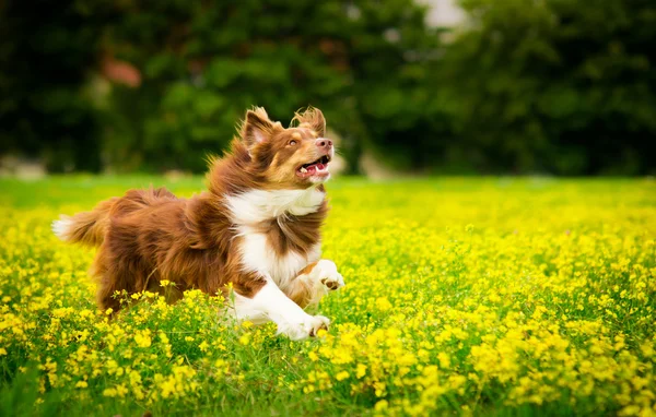 Laufhund — Stockfoto