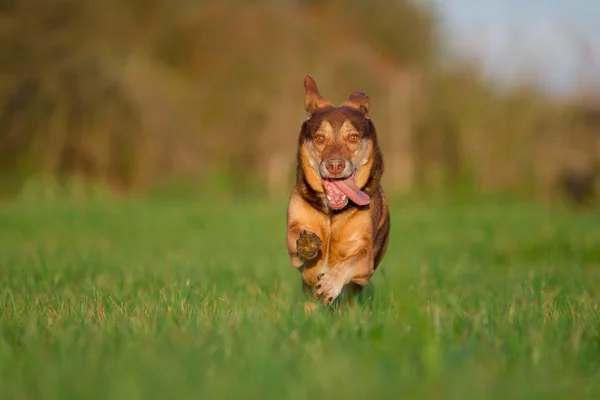 Çalışan köpek — Stok fotoğraf