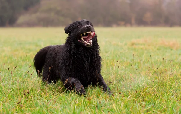 Perro divertido en acción — Foto de Stock