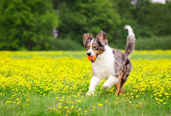 Jouant au chien Image En Vente