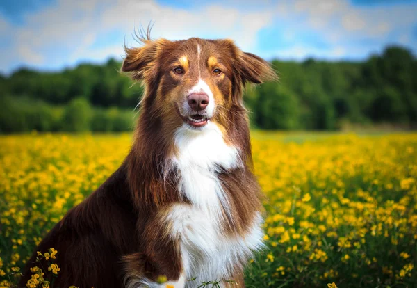 Hundeporträt — Stockfoto