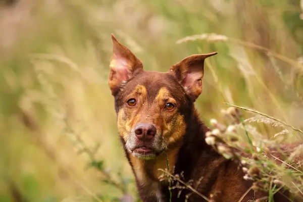 犬の肖像画 — ストック写真