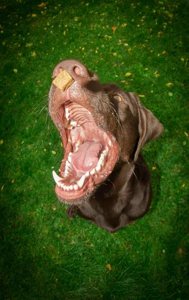 Funny Dog Portrait — Stock Photo, Image