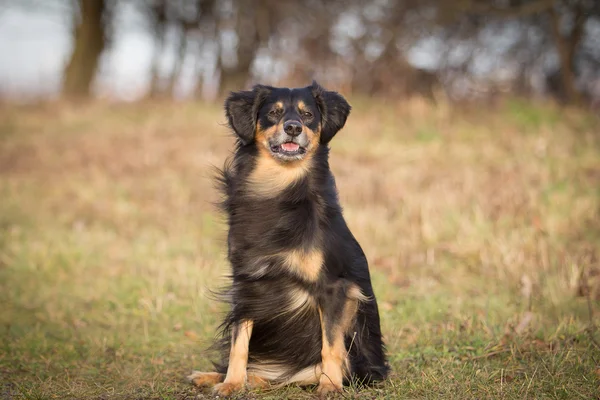 Dog Portrait — Stock Photo, Image