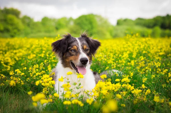 Portrait de chien Photo De Stock