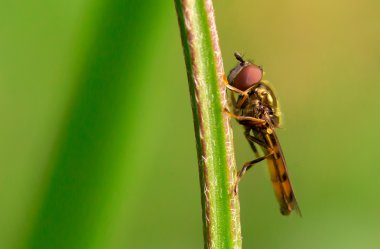 Hoverfly