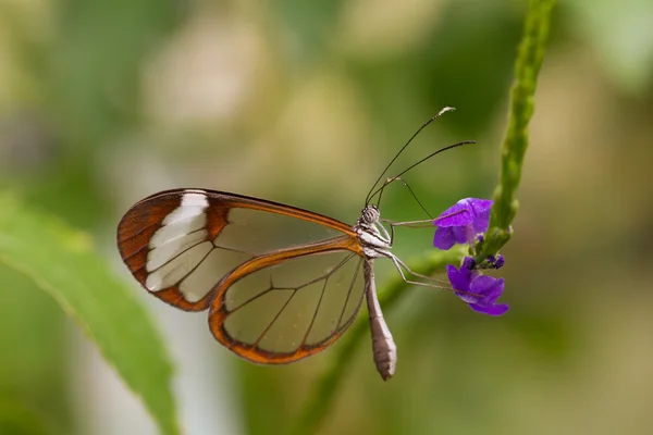 Borboleta — Fotografia de Stock