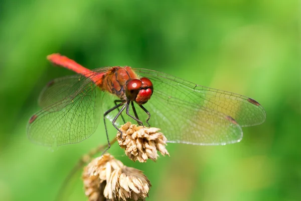 Libélula — Fotografia de Stock